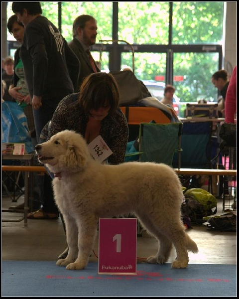 Album des chiots