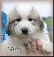 CHIOT