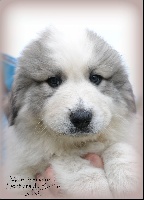 CHIOT