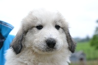 CHIOT